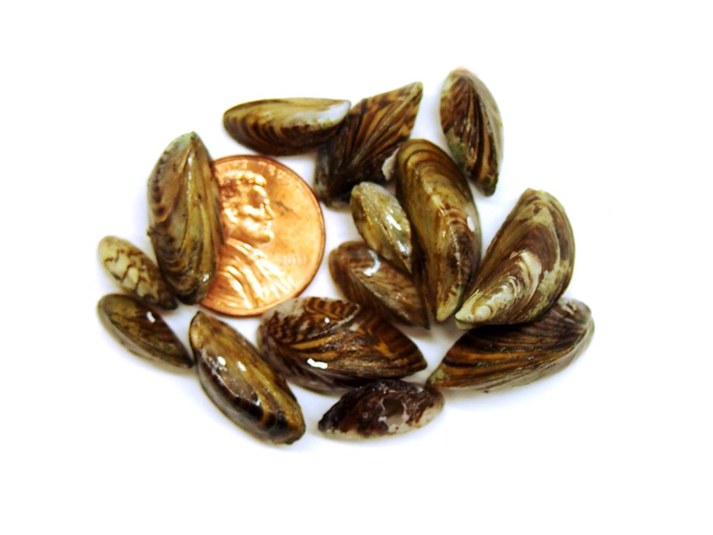 Zebra Mussels